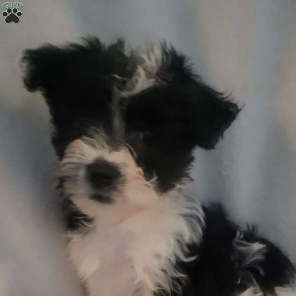 Nola, Yorkie-Chon Puppy