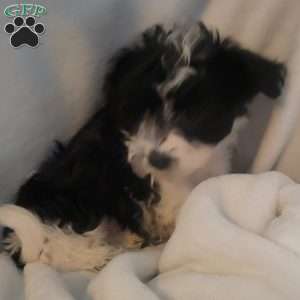 Nola, Yorkie-Chon Puppy