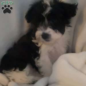 Nola, Yorkie-Chon Puppy