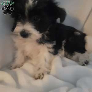 Niki, Yorkie-Chon Puppy