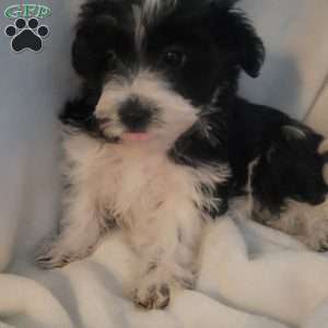 Niki, Yorkie-Chon Puppy