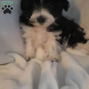 Niki, Yorkie-Chon Puppy