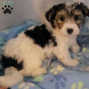 Nach, Yorkie-Chon Puppy