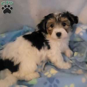 Nach, Yorkie-Chon Puppy