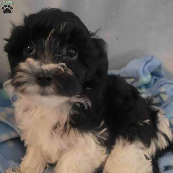 Nugget, Yorkie-Chon Puppy