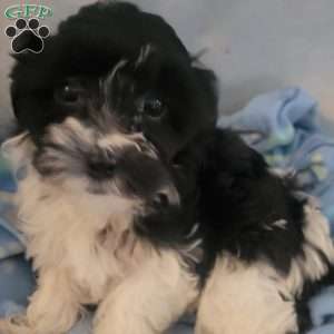 Nugget, Yorkie-Chon Puppy