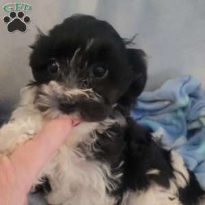 Nugget, Yorkie-Chon Puppy