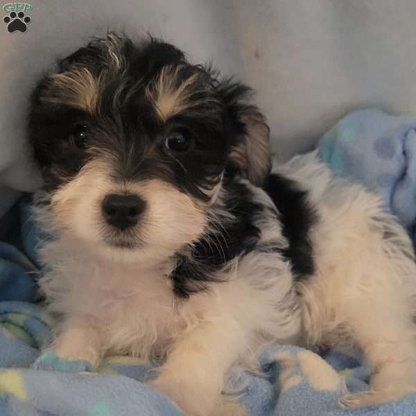 Ned, Yorkie-Chon Puppy