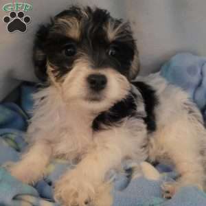 Ned, Yorkie-Chon Puppy