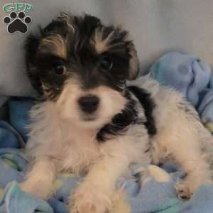 Ned, Yorkie-Chon Puppy