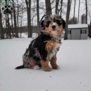 Rory, Mini Bernedoodle Puppy