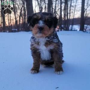 Ruby, Mini Bernedoodle Puppy
