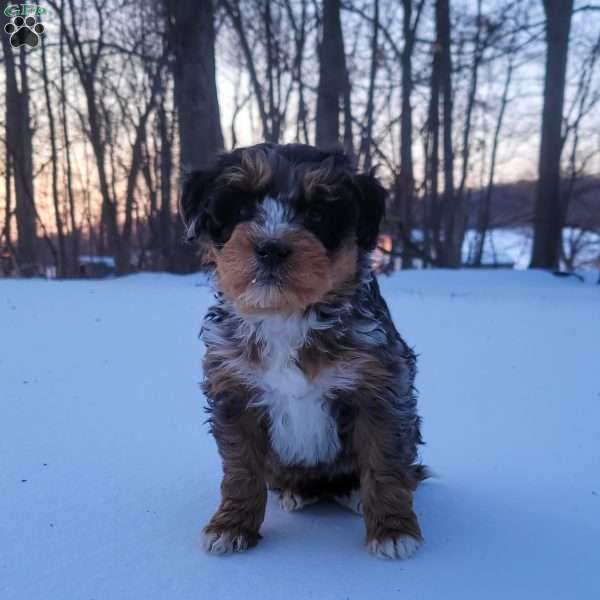 Ruby, Mini Bernedoodle Puppy