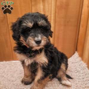 Roxy, Mini Bernedoodle Puppy