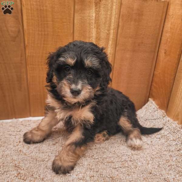 Roxy, Mini Bernedoodle Puppy