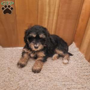 Roxy, Mini Bernedoodle Puppy