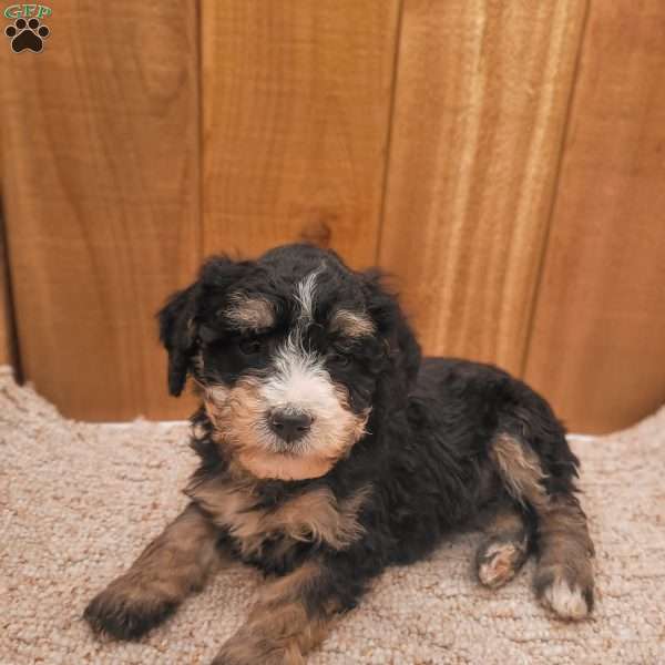 Rosie, Mini Bernedoodle Puppy