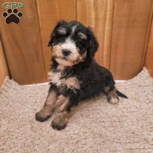 Rosie, Mini Bernedoodle Puppy