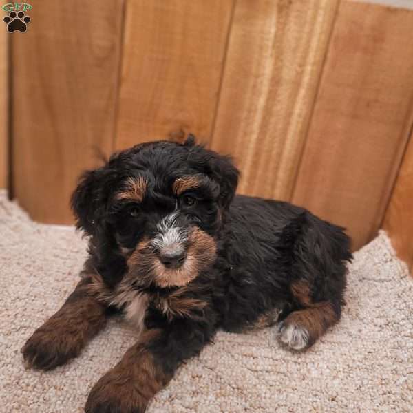 Remi, Mini Bernedoodle Puppy