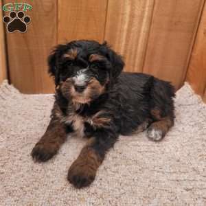 Remi, Mini Bernedoodle Puppy