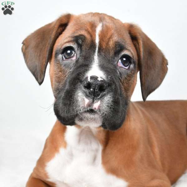 Chester, Boxer Puppy