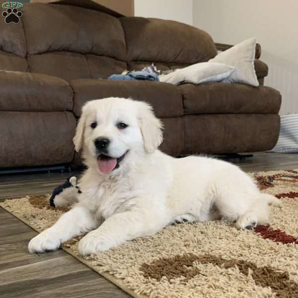 Coconut, English Cream Golden Retriever Puppy