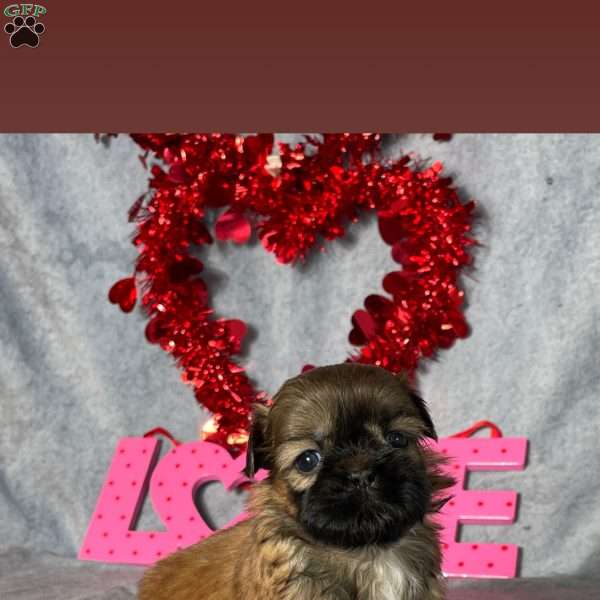 Archie, Shih Tzu Puppy