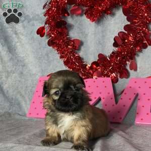 Archie, Shih Tzu Puppy