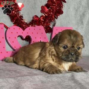 Asher, Shih Tzu Puppy