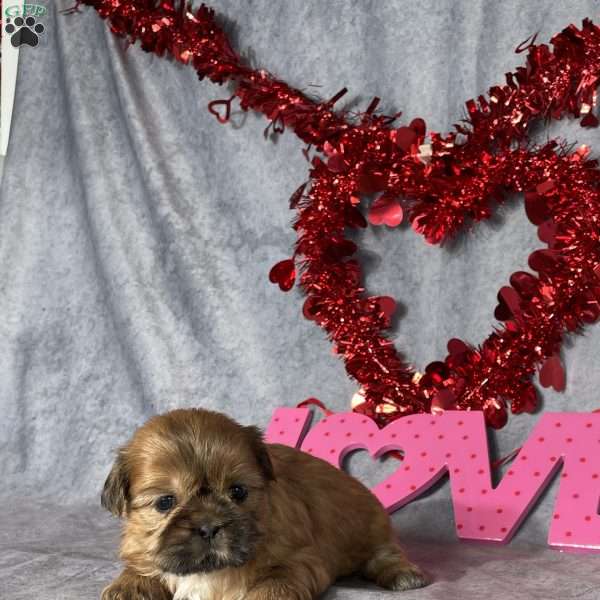 Asher, Shih Tzu Puppy