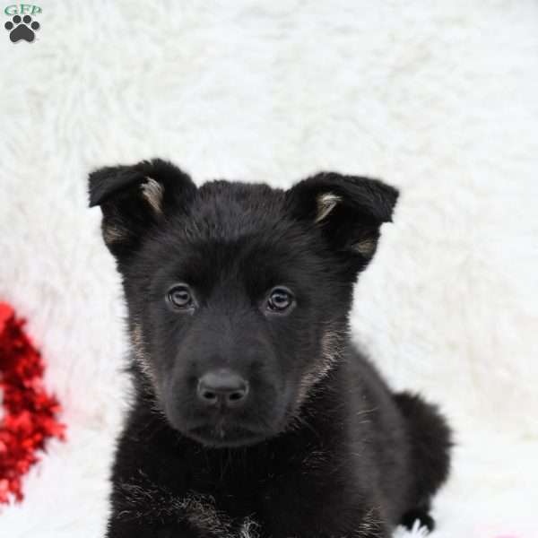 Jake, German Shepherd Puppy