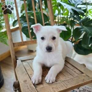 Pira, German Shepherd Puppy