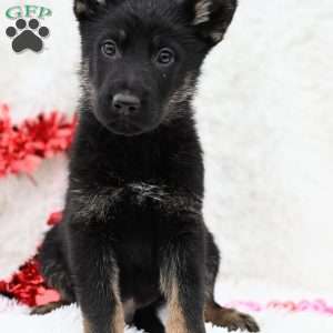 Zeke, German Shepherd Puppy