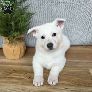 Penny, German Shepherd Puppy