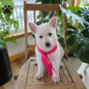 Pearl, German Shepherd Puppy