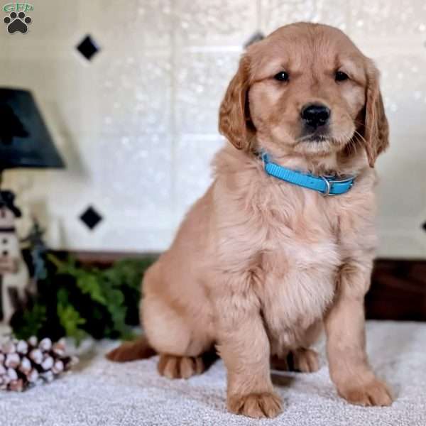 Dolly, Golden Retriever Puppy