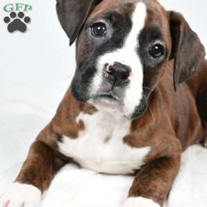 Jazzy, Boxer Puppy