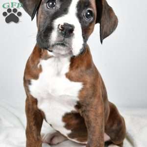 Jazzy, Boxer Puppy