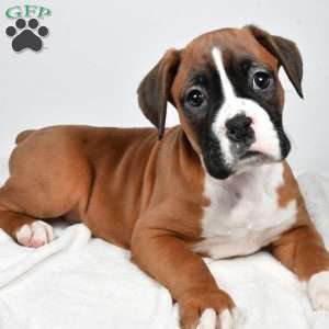 Chief, Boxer Puppy