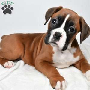 Chief, Boxer Puppy