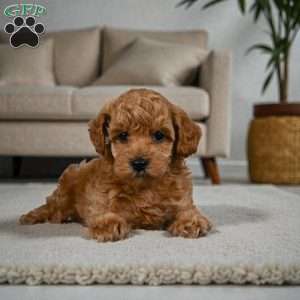 BELLA, Miniature Poodle Puppy