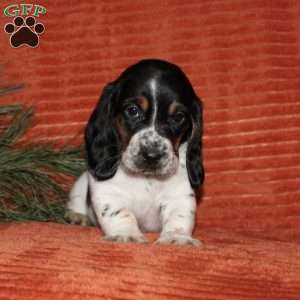 Suzie, Basset Hound Puppy