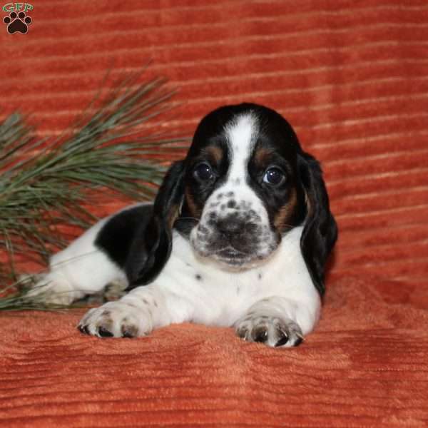 Sasha, Basset Hound Puppy