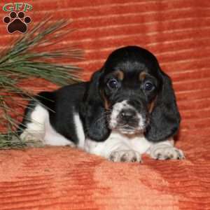 Sophie, Basset Hound Puppy
