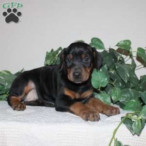 Angie, Doberman Pinscher Puppy