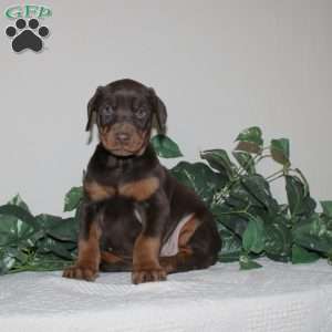 April, Doberman Pinscher Puppy