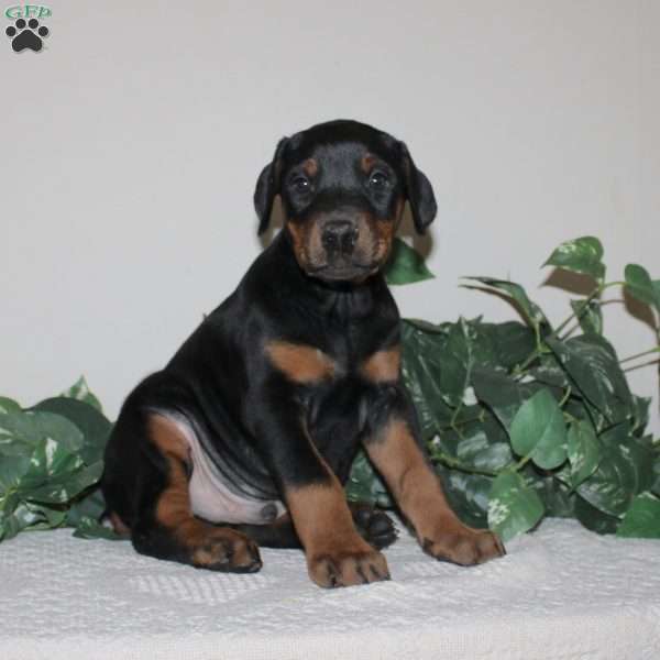 Austin, Doberman Pinscher Puppy