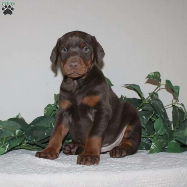 Albert, Doberman Pinscher Puppy