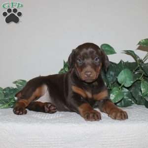 Alivia, Doberman Pinscher Puppy
