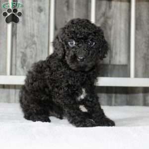 Benny, Miniature Poodle Puppy